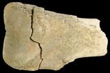 Theropod Phalange (Toe Bone) Section - Montana #103749-1